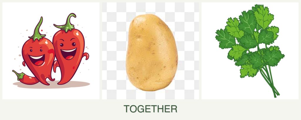 Can you plant peppers, potatoes and cilantro together?