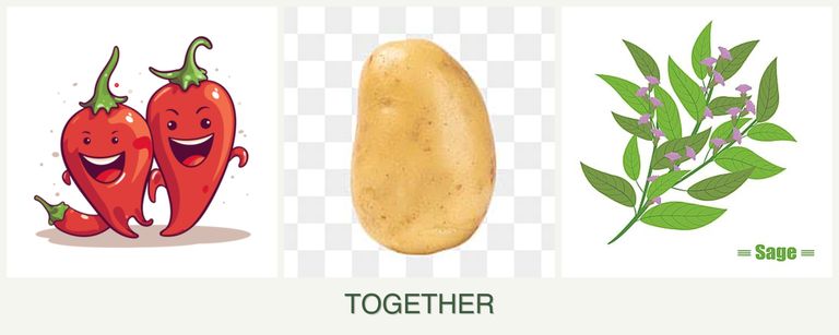 Can you plant peppers, potatoes and sage together?