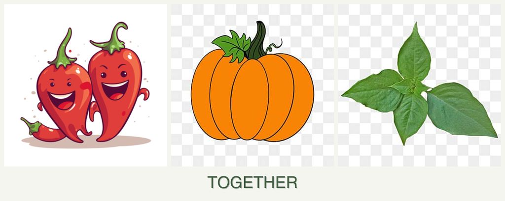 Can you plant peppers, pumpkin and basil together?