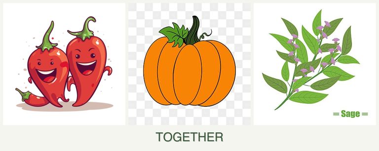 Can you plant peppers, pumpkin and sage together?