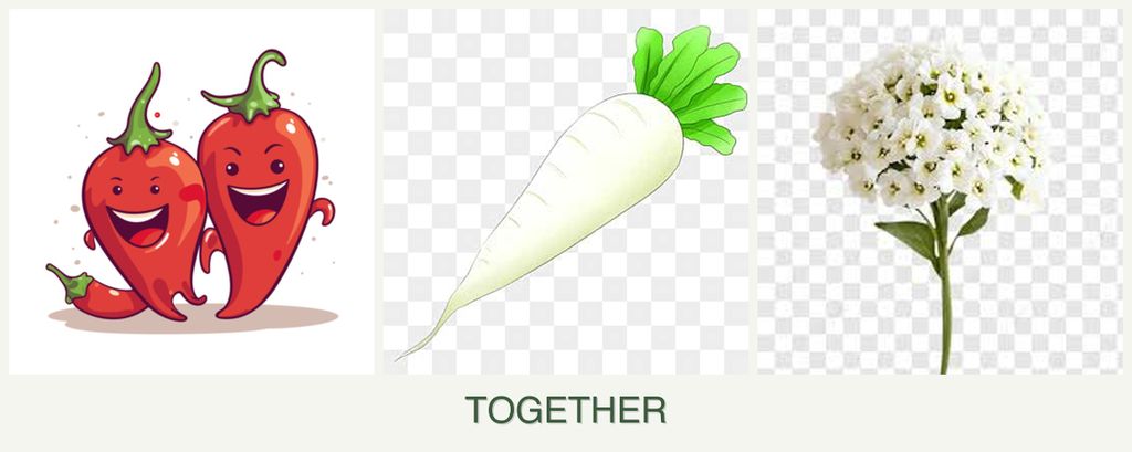 Can you plant peppers, radishes and alyssum together?
