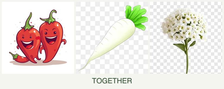 Can you plant peppers, radishes and alyssum together?