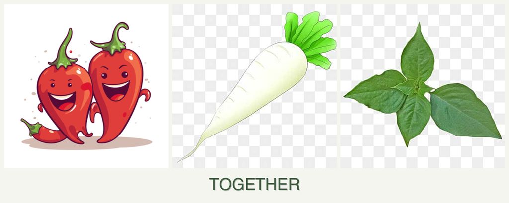 Can you plant peppers, radishes and basil together?