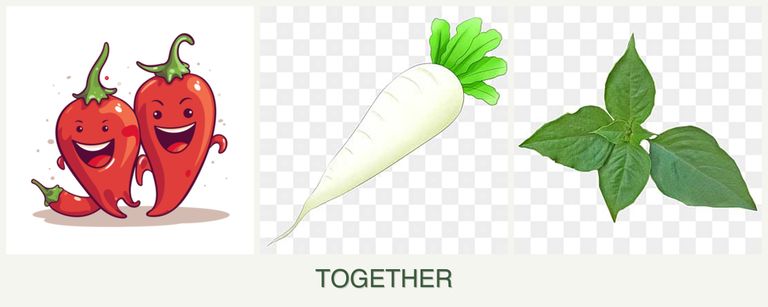 Can you plant peppers, radishes and basil together?