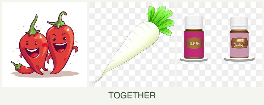Can you plant peppers, radishes and geraniums together?