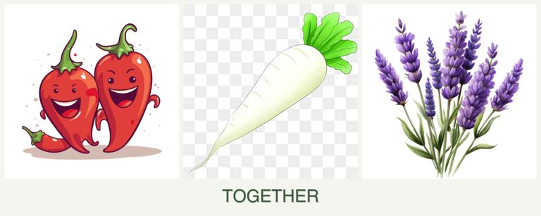 Can you plant peppers, radishes and lavender together?