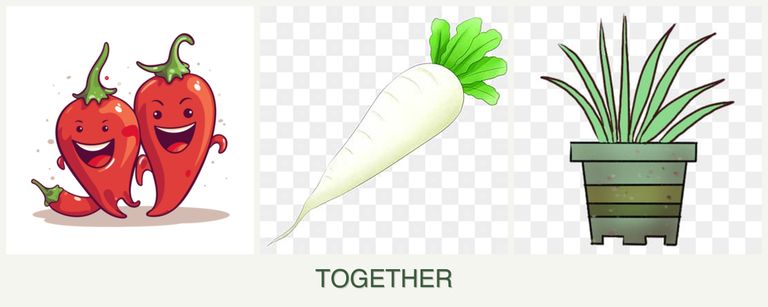 Can you plant peppers, radishes and lemongrass together?