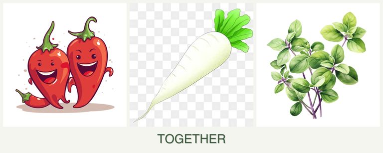 Can you plant peppers, radishes and oregano together?