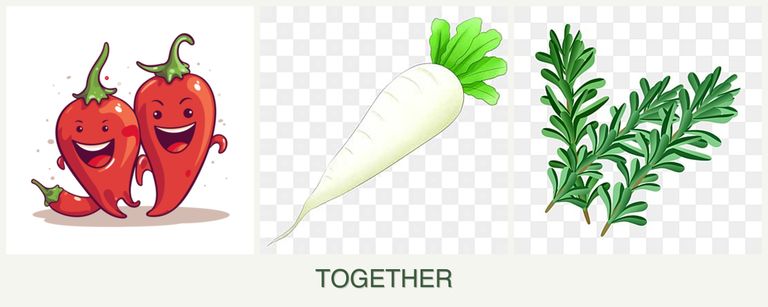 Can you plant peppers, radishes and rosemary together?
