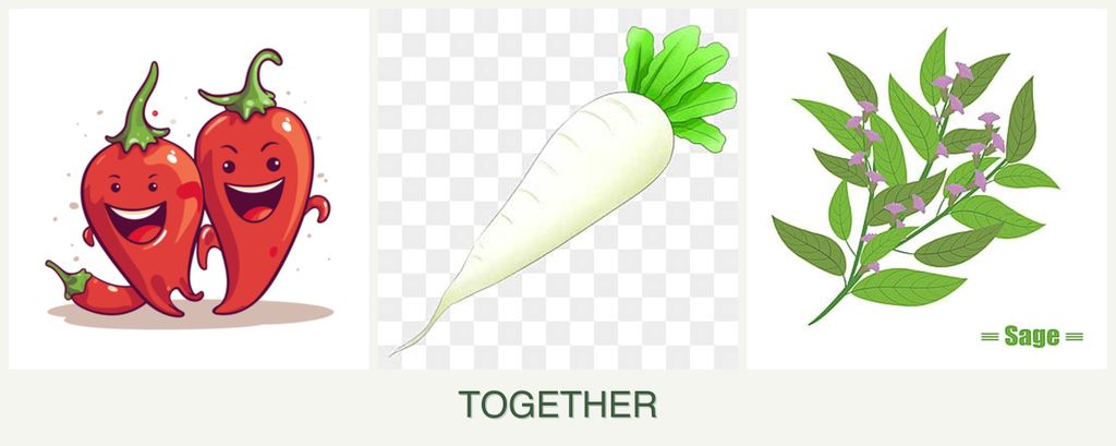 Can you plant peppers, radishes and sage together?
