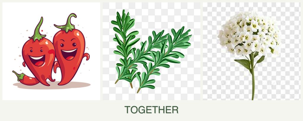 Can you plant peppers, rosemary and alyssum together?