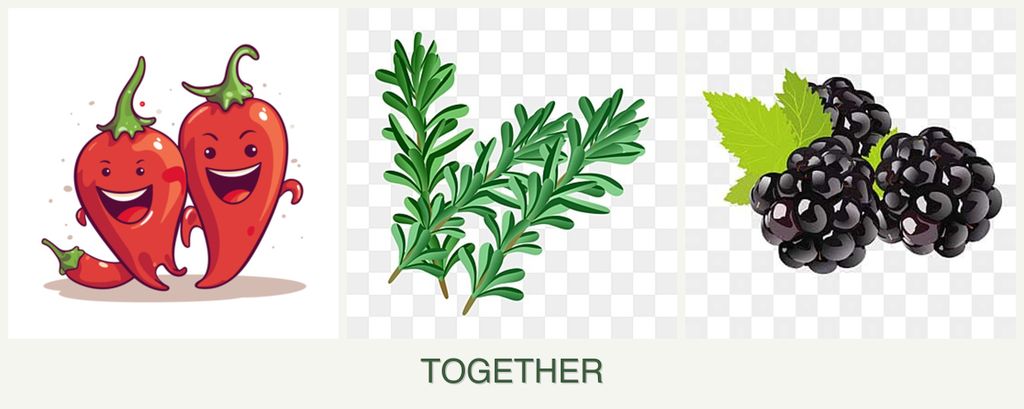 Can you plant peppers, rosemary and blackberries together?