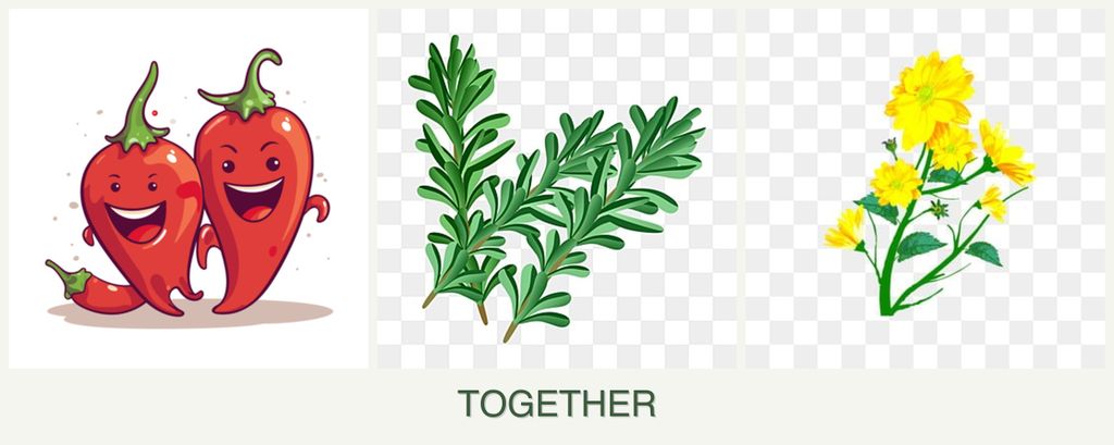 Can you plant peppers, rosemary and calendula together?