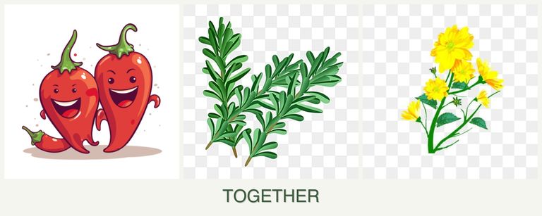 Can you plant peppers, rosemary and calendula together?