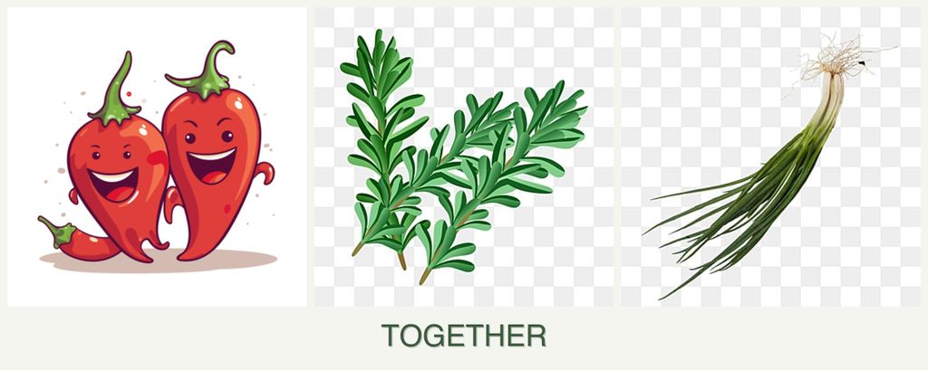 Can you plant peppers, rosemary and chives together?
