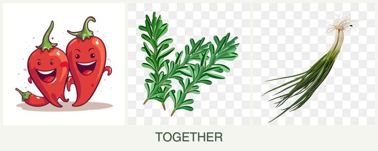 Can you plant peppers, rosemary and chives together?