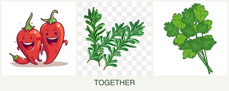 Can you plant peppers, rosemary and cilantro together?