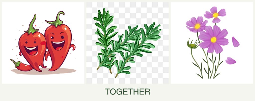 Can you plant peppers, rosemary and cosmos together?