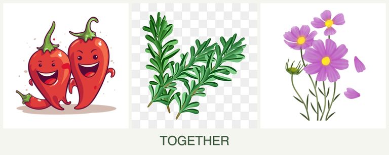 Can you plant peppers, rosemary and cosmos together?