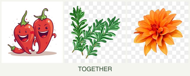 Can you plant peppers, rosemary and dahlias together?