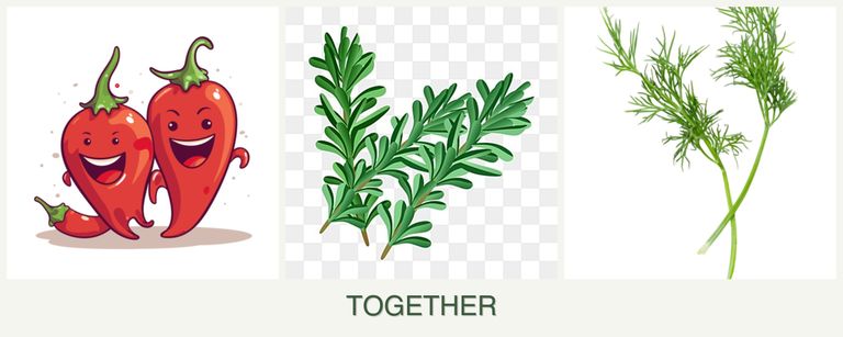 Can you plant peppers, rosemary and dill together?