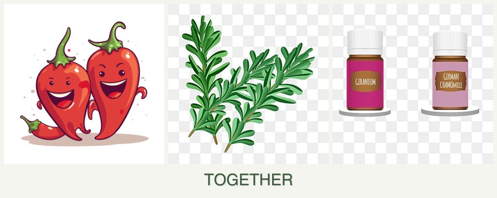 Can you plant peppers, rosemary and geraniums together?
