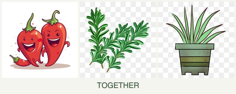 Can you plant peppers, rosemary and lemongrass together?