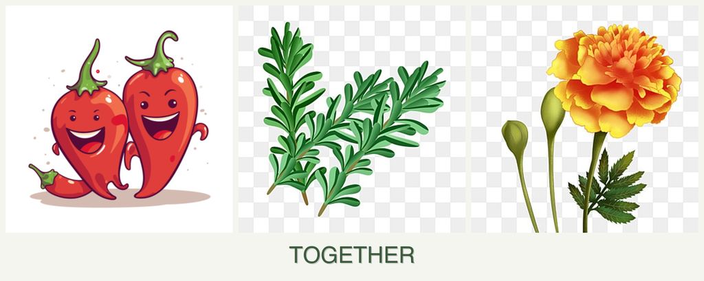Can you plant peppers, rosemary and marigolds together?