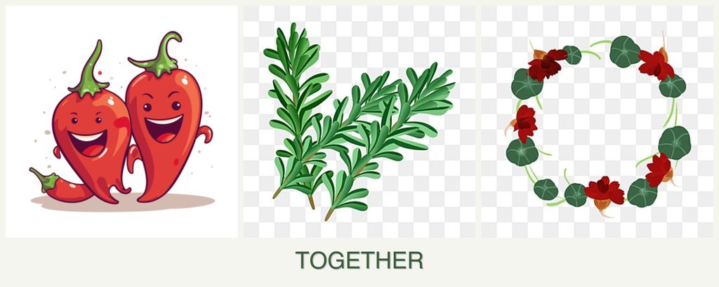 Can you plant peppers, rosemary and nasturtiums together?