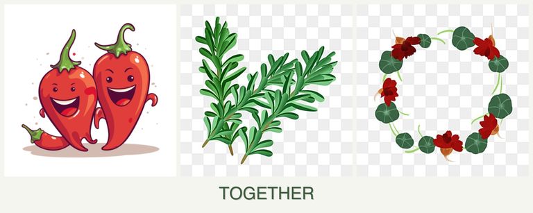 Can you plant peppers, rosemary and nasturtiums together?