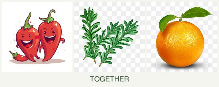 Can you plant peppers, rosemary and oranges together?