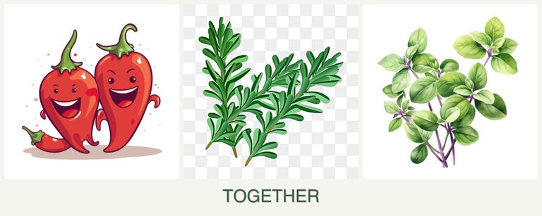 Can you plant peppers, rosemary and oregano together?