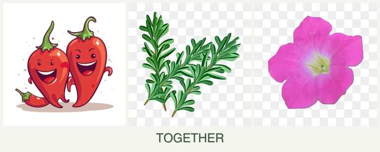 Can you plant peppers, rosemary and petunias together?