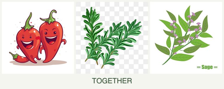 Can you plant peppers, rosemary and sage together?