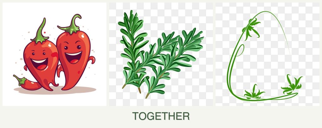 Can you plant peppers, rosemary and tarragon together?