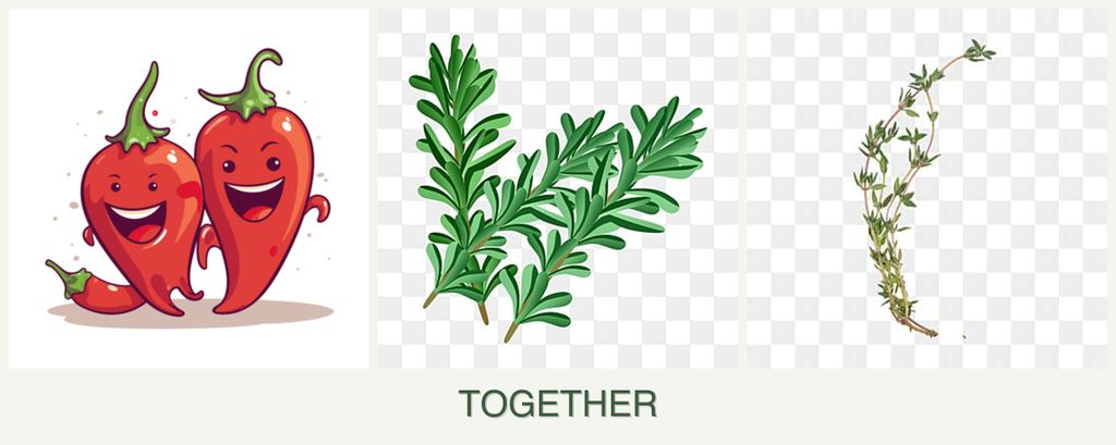 Can you plant peppers, rosemary and thyme together?