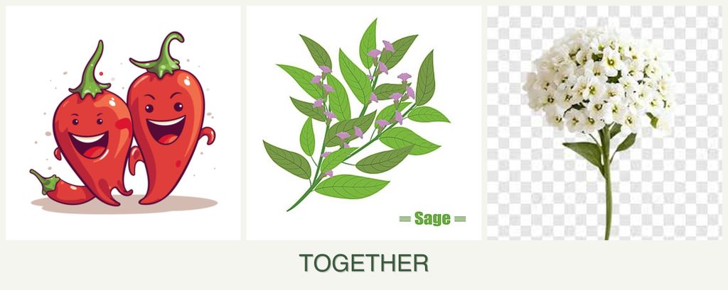 Can you plant peppers, sage and alyssum together?