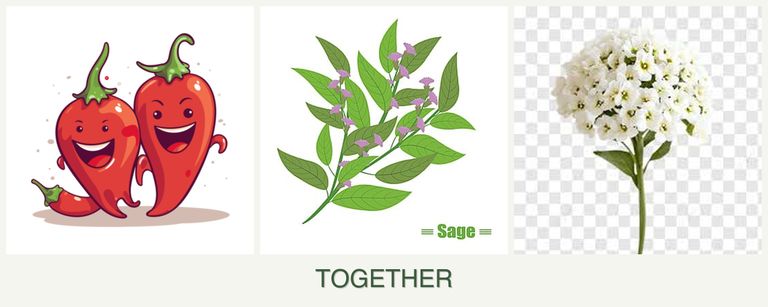 Can you plant peppers, sage and alyssum together?