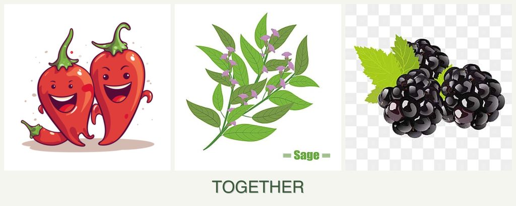Can you plant peppers, sage and blackberries together?