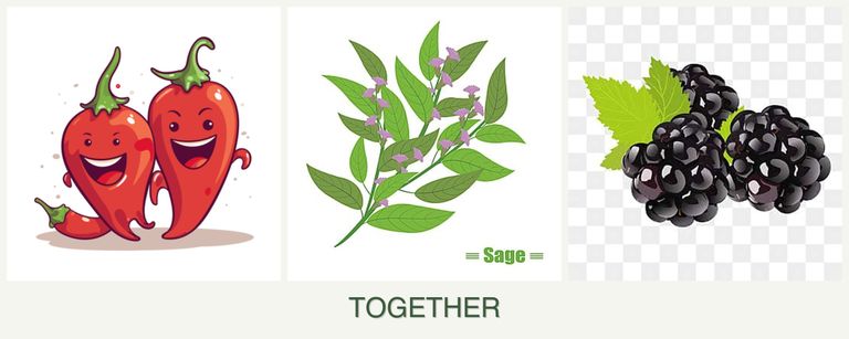 Can you plant peppers, sage and blackberries together?
