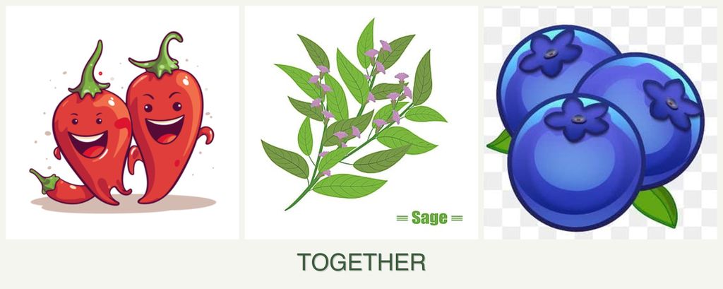 Can you plant peppers, sage and blueberries together?