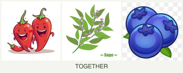 Can you plant peppers, sage and blueberries together?