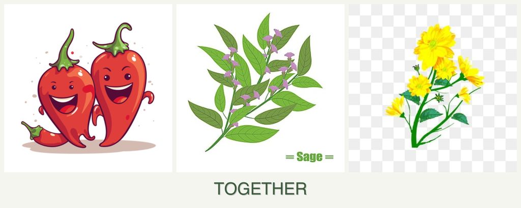 Can you plant peppers, sage and calendula together?