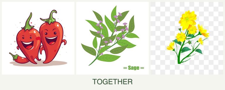 Can you plant peppers, sage and calendula together?