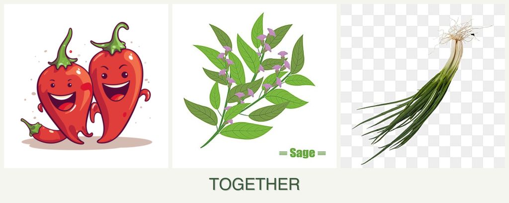 Can you plant peppers, sage and chives together?
