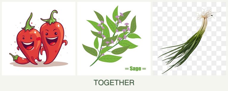 Can you plant peppers, sage and chives together?