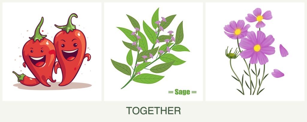Can you plant peppers, sage and cosmos together?