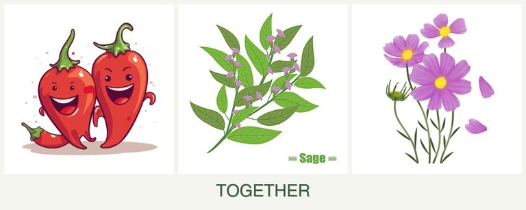 Can you plant peppers, sage and cosmos together?