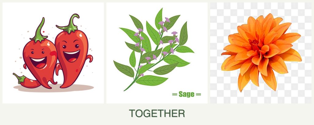 Can you plant peppers, sage and dahlias together?