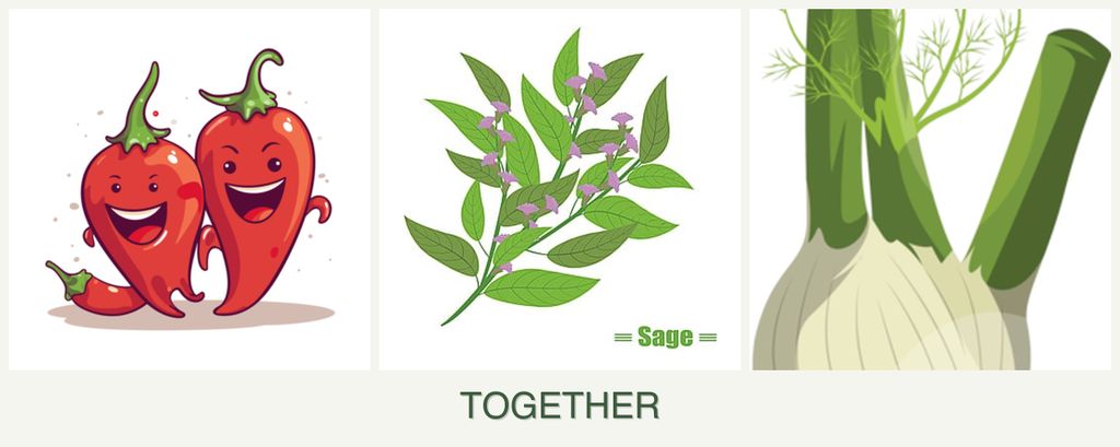 Can you plant peppers, sage and fennel together?